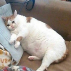 В Сургуте кошку бросила хозяйка в запертой квартире и уехала