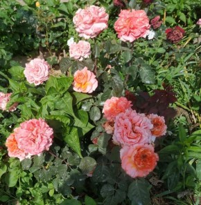 ��� ������ ���� �� ������� � ��������: ������ �� ����� � ����������