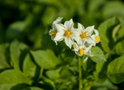 ��� ��������� �������� �� �������: ��������� ����������