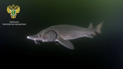 ������ ������ � �������� ����� �����������