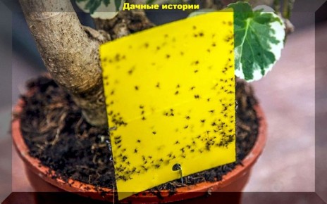 ��������� �������: ��� ���������� � ���������� ���������� �� ����� �����������