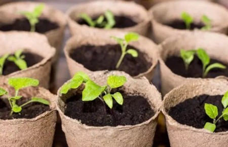 ������ ��������� �������� � 5 �� 11 ������: ���� �������� �����