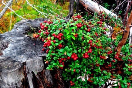 ��������: �����, ����������� � ������������