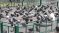 Дорогое угощение: юристы предупредили о штрафах за кормление голубей
