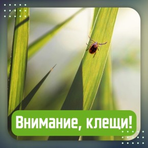 Сезон активности клещей уже начался: не забудьте о безопасности