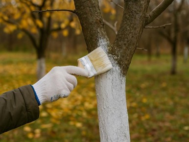 Побелка деревьев: секреты защиты от зимних угроз