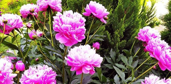 �������, �� ������� ��� ���� ����� �� ��������