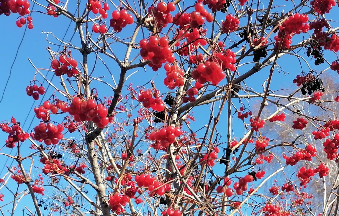 Калина: осеннее чудо с целебными свойствами