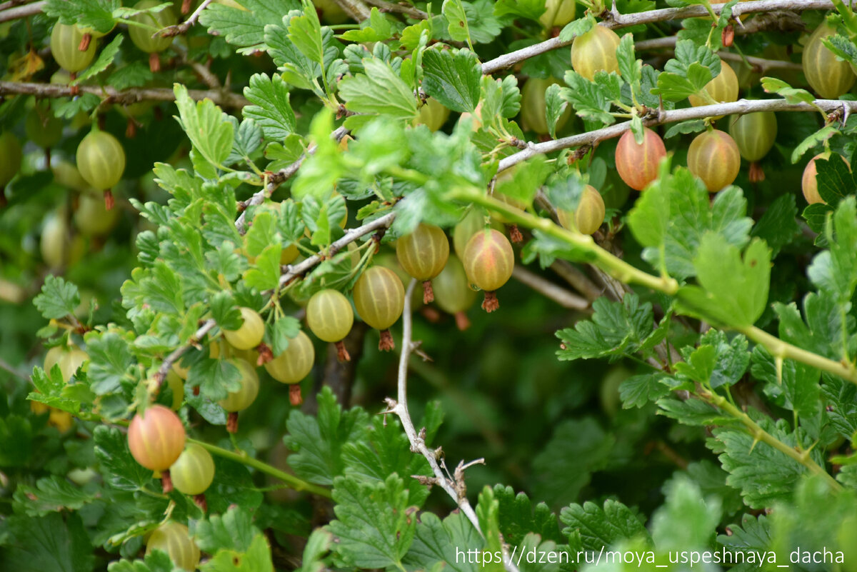Два ключевых мероприятия для крепкого урожая крыжовника