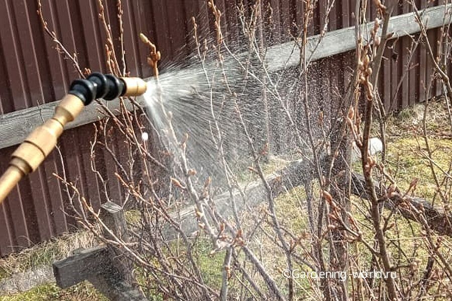 Весенние заботы: Как обеспечить здоровье своего сада с помощью трех опрыскиваний