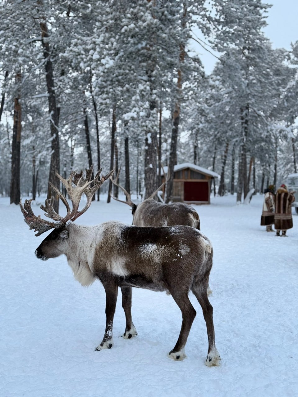 Туристы со всей России посещают стойбище Сопочиных в Югре Туристы со всей России посещают стойбище Сопочиных в Югре