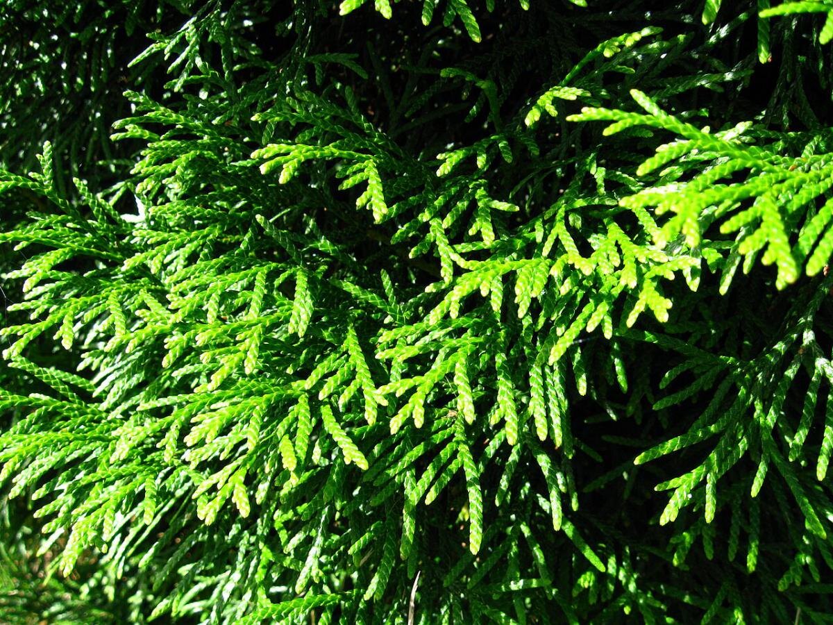 Как туи влияют на растения рядом с ними