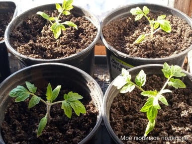 ��� ��������� ��������� ������� ������������ �������: ������������ ������