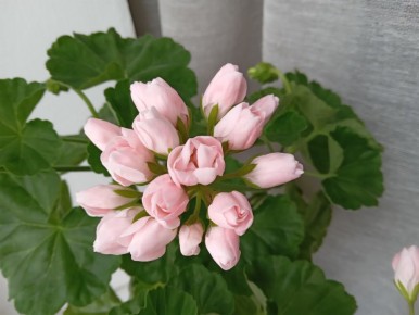 ���� �� �����������: ������� �������� ���������� � ����������� ��������