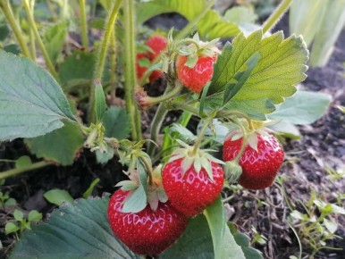 Как вырастить вкуснейшую клубнику на берегах Байкала: секреты успешного садоводства в Сибири