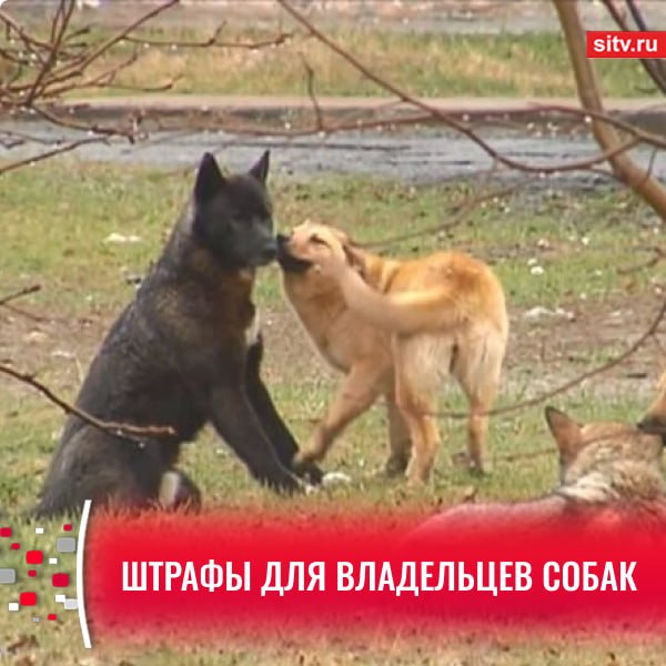 В Сургуте озвучили статистику нарушений владельцев собак — есть штраф и за неубранные экскременты