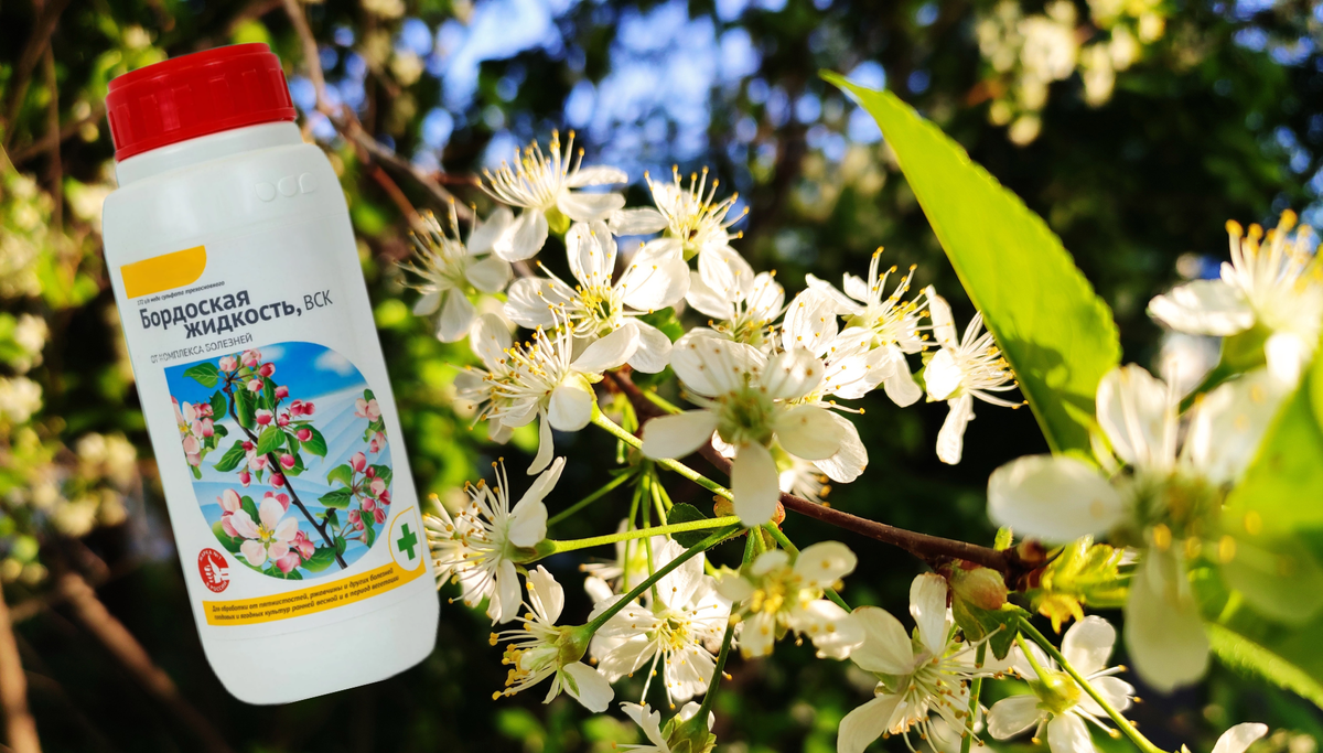 Бордосская жидкость: бабушкин секрет против садовых болезней