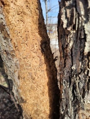 Кто поразил плодовые деревья: разгадываем тайны отверстий в коре