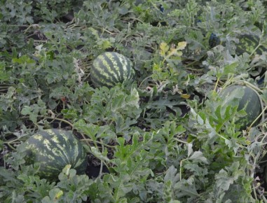 ��� ��������� ������ � ������� ������: ������� �������� ��������