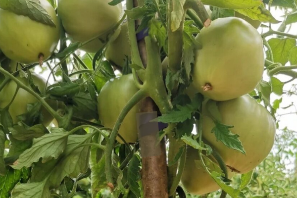 Вкусные новинки: какие сорта томатов стоит попробовать в этом году