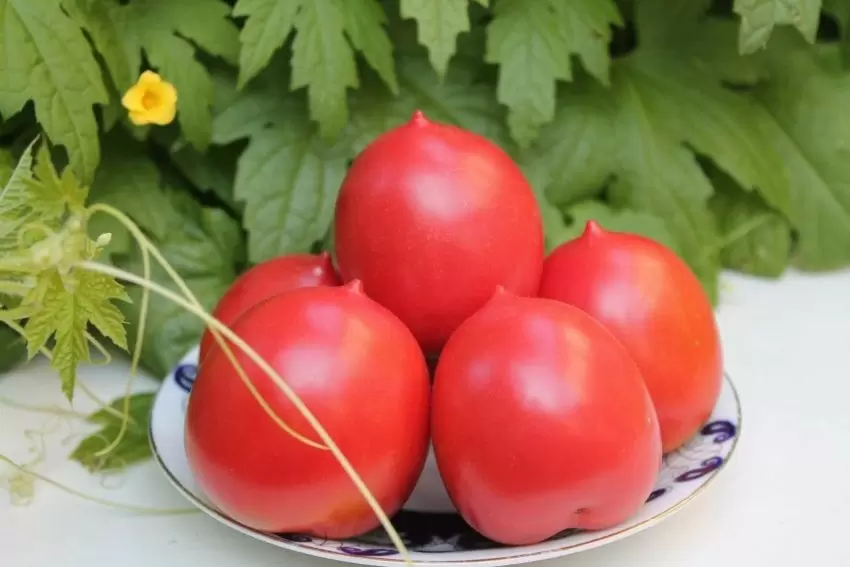 Томатный шедевр для настоящих гурманов