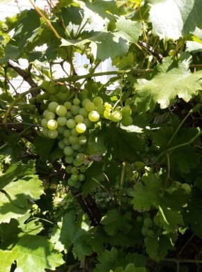 ��� ��������� �������� �������� � �������, ����� �������� ���������� � �������� ���������� ������