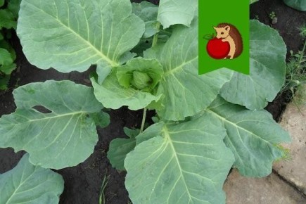 ��� ��������� ���������� ������� ��� �������� ������