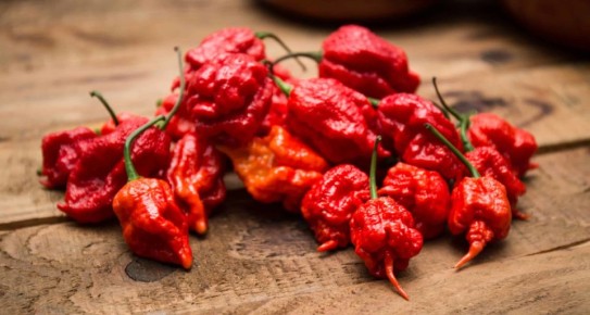 Pepper X: ����� �������� �����, ���������� ���������������� ���!