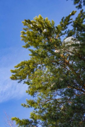 ���� � ������� -8��. ����� �������� 4 �/�