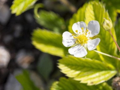 ��� �������� ����������� �� ��������: ������� ��������� ������