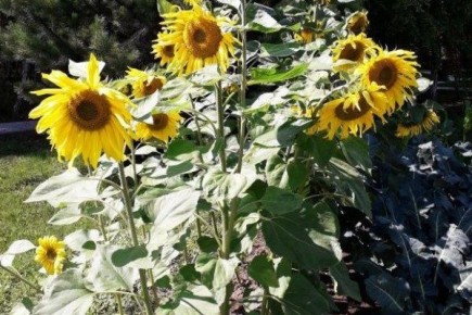 ������: ������ ��������� ������������� ��� �����������