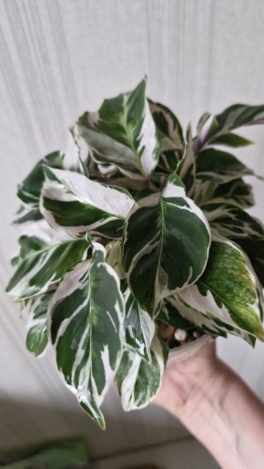 ������� ���� �����: ������� ����� �� ����������� �����