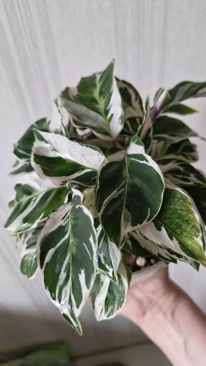 Калатея Вайт Фьюжн: секреты ухода за тропическим чудом