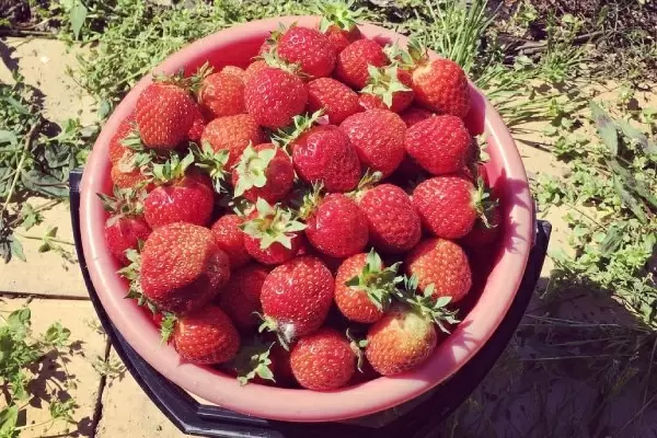 Клубника Рубин: восстановленный вкус лета и секреты успешного выращивания