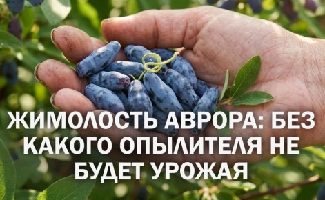 ��������� ������: ������� ��������� �������� ��� �������� ������