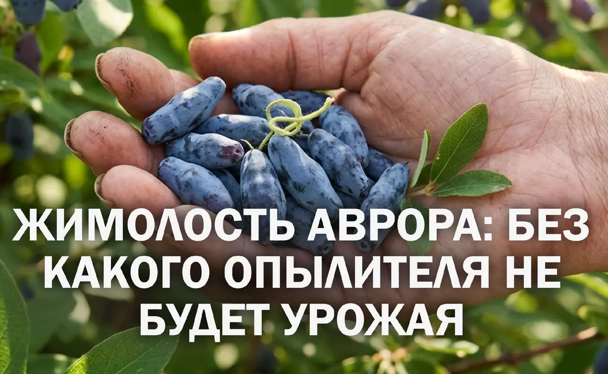 Жимолость Аврора: секреты успешного опыления для богатого урожая