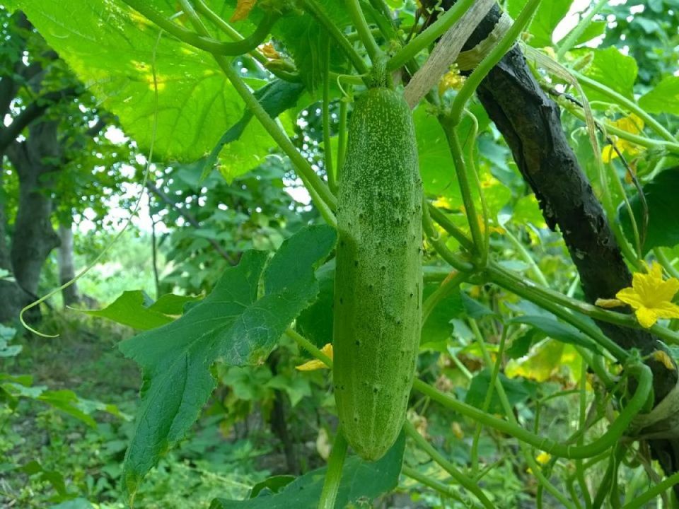 ��� ������ �� ������� ���������� ������� ������