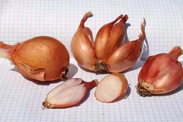 Лук Сорокозубка: уникальные секреты и преимущества чудо-сорта