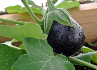 ������, ������� ����� �������� ��� ��������� ����������