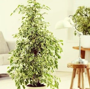 Фикус Бенджамина: секреты здоровья и уюта в вашем доме