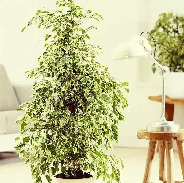 Фикус Бенджамина: секреты здоровья и уюта в вашем доме