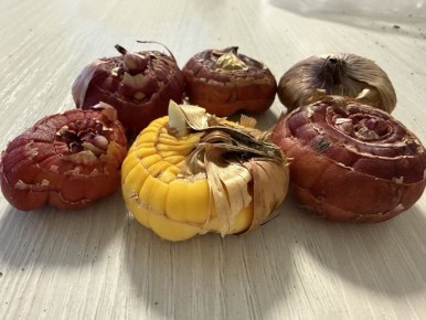 ��� ��������� ������ ����������