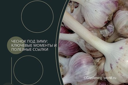 Секреты успешной посадки чеснока под зиму