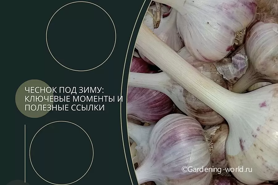 Секреты успешной посадки чеснока под зиму