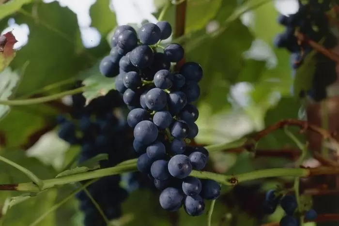 Виноград Боскоп Глори: морозостойкий сорт, который покорит ваше сердце