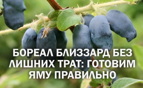 ��������� ������ ��������: ��� ��������� ����������� ���������� ���