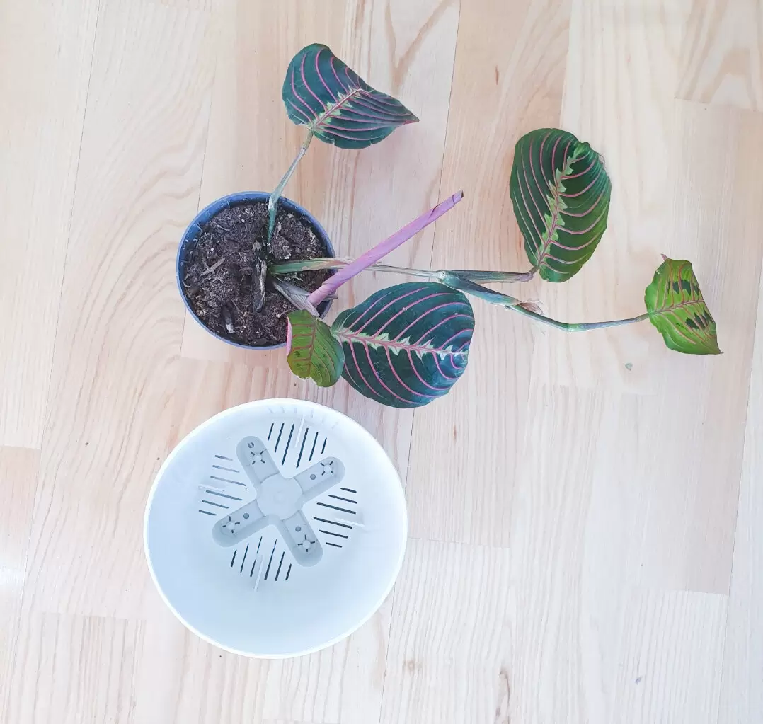 Маранта: развенчиваем мифы об уходе за необычным растением