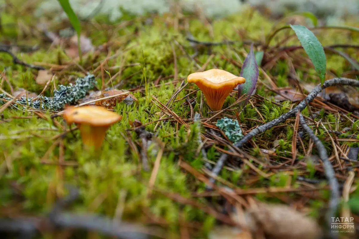 Майские дожди и тепло обещают богатый грибной урожай в России