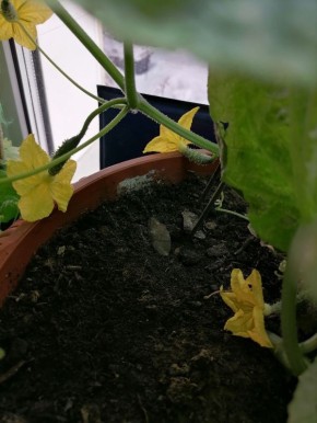 Зимний урожай с подоконника: как успешно вырастить огурцы в домашних условиях