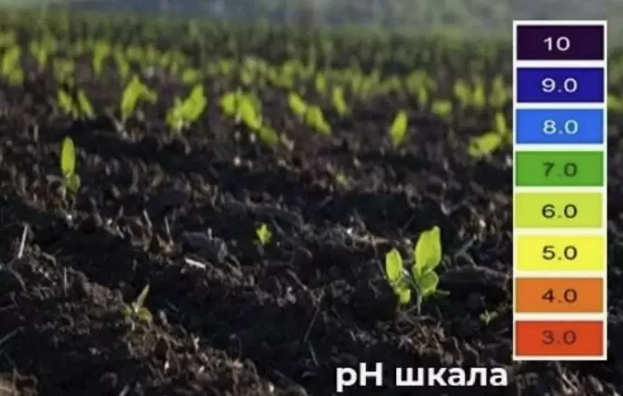 Как кислотность почвы влияет на урожай: секреты корректировки pH для садоводов